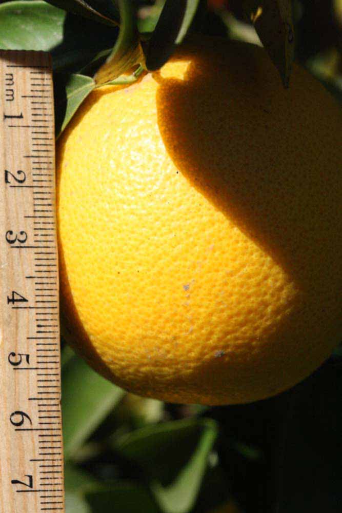              Fruit (Riverside, CA)       